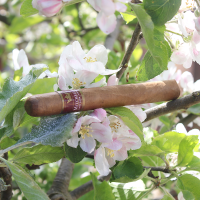 Mitchellero Corona Cigar - 1 Single